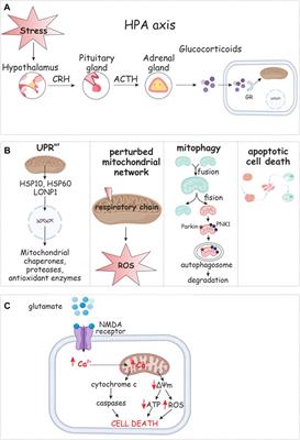 An orchestrating role of mitochondria in the origin and development of post-traumatic stress disorder
